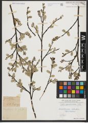 Foto von Salix appendiculata Vill.